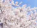 Kvitnutie čerešní, Japonsko