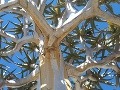 Detail stromu v Namíbii