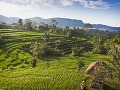 Ryžové polia na Bali