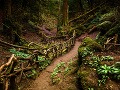 Puzzlewood, Anglicko