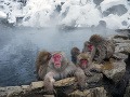 Japonské makaky vedia, ako