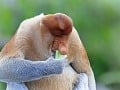 Kahau z Proboscis Monkey