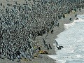Tučniaky v Argentíne