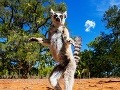 Madagaskar a jeho vzácni