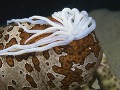 Holotúria (morská uhorka)