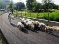 Kašmírsky pastier ženie stádo