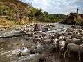Na snímke kašmírsky pastier