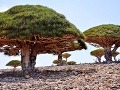 Ostrov Sokotra, Jemen