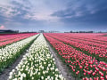 Tulipánové polia v Holandsku