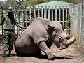 Sudán, posledný samec nosorožca