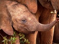 Slony v Keni