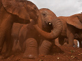 Slony v Keni