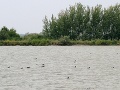Senianske rybníky