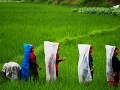 Na snímke nepálske roľníčky