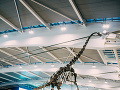 Letisko Heathrow kontroluje dinosaurus