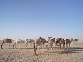Ťavy v Mauritánii