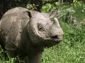 Posledný samec nosorožca sumatrianskeho