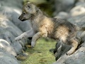 Mláďa vlka sibírskeho