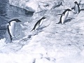 Tučniaky okaté