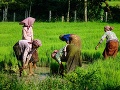 Práca na ryžovom poli