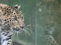 Leopard čínsky v košickej
