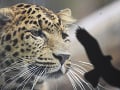 Leopard čínsky v košickej