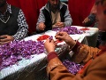 Zber šafranu v Kašmíre