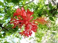 Hibiscus hareyae