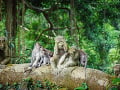 Les opíc Ubud