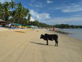 Pláže s kravami, Goa,