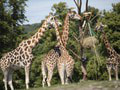 V Spojených arabských emirátoch otvorili najväčší Safari park mimo Afriky