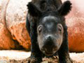Mláďa nosorožca sumatrianskeho