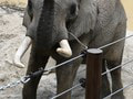 Nový slon Tembo