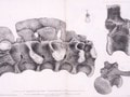 Ilustrácia krížovej kosti Megalosaura