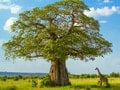 Tanzánia je ríšou divokých