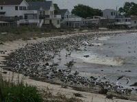 Festival Cape MAYgration, New Jersey