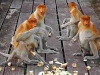 Borneo, Indonézia