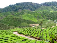 Cameron Highlands, Malajzia