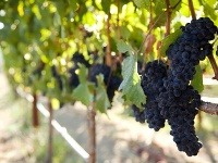 Napa Valley, Kalifornia, USA