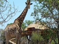 Pezulu Treehouse Game Lodge, Južná Afrika