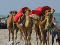 Djerba, Tunisko