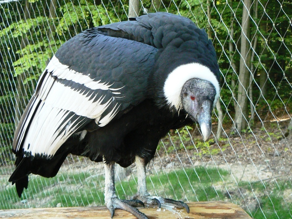 Zoologická záhrada Košice získala z Českej republiky ako najnovší prírastok 19-ročnú samicu kondora veľkého. Na jeseň má samica vytvoriť pár so samcom, ktorého dovezú z Poľska, s perspektívou rozmnoženia.