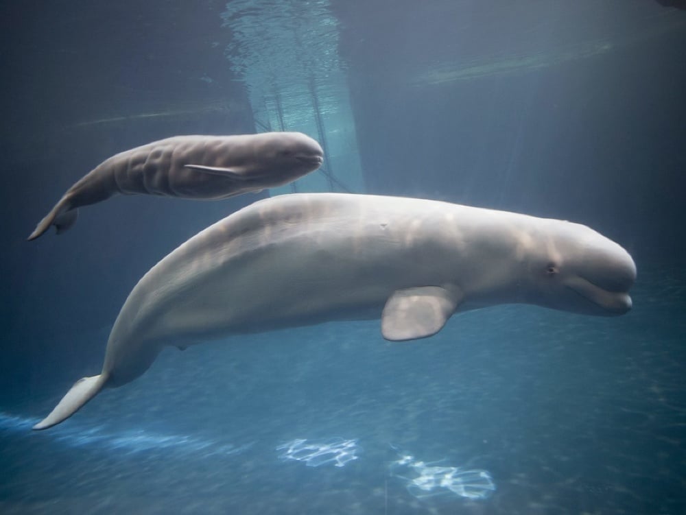 Mauyak, bieluha morská  pláva so svojím mláďaťom  v akváriu Abbott Oceanarium v Chicagu.
