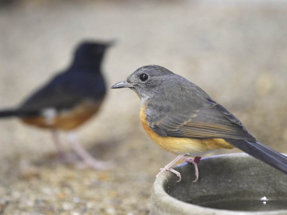 Šáma trojfarebná (Copsychus malabaricus)