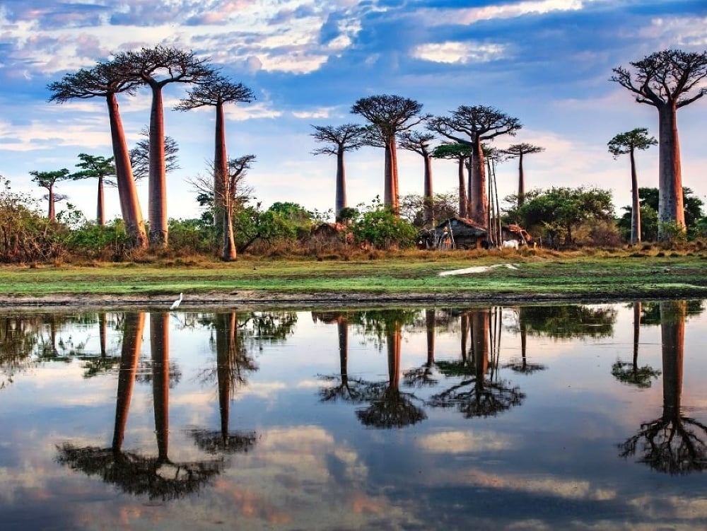 Baobab