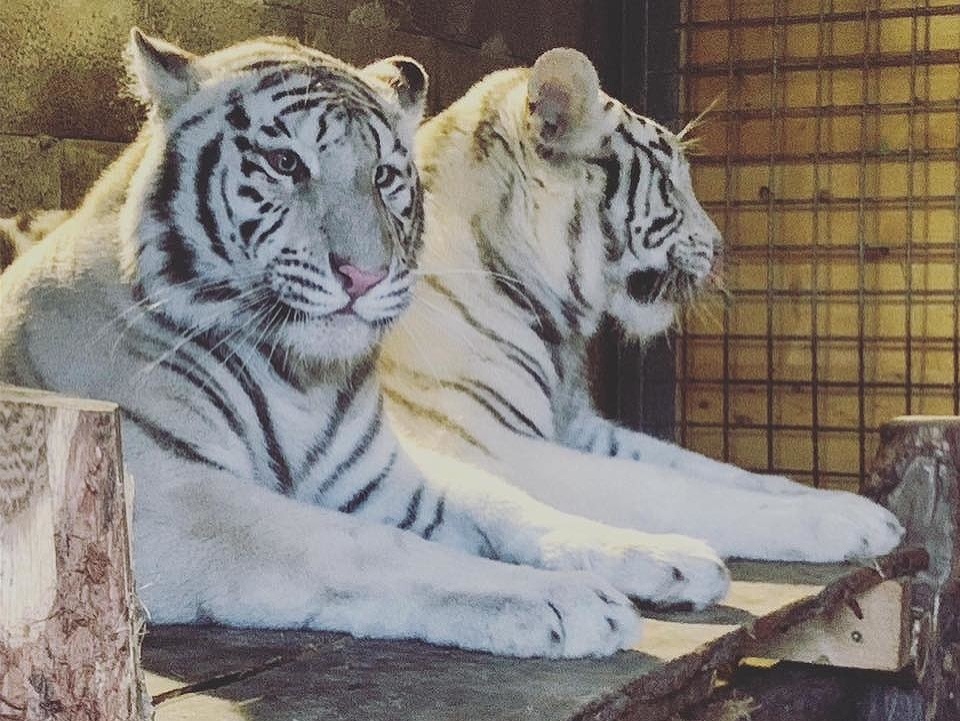 Bengálsky tiger