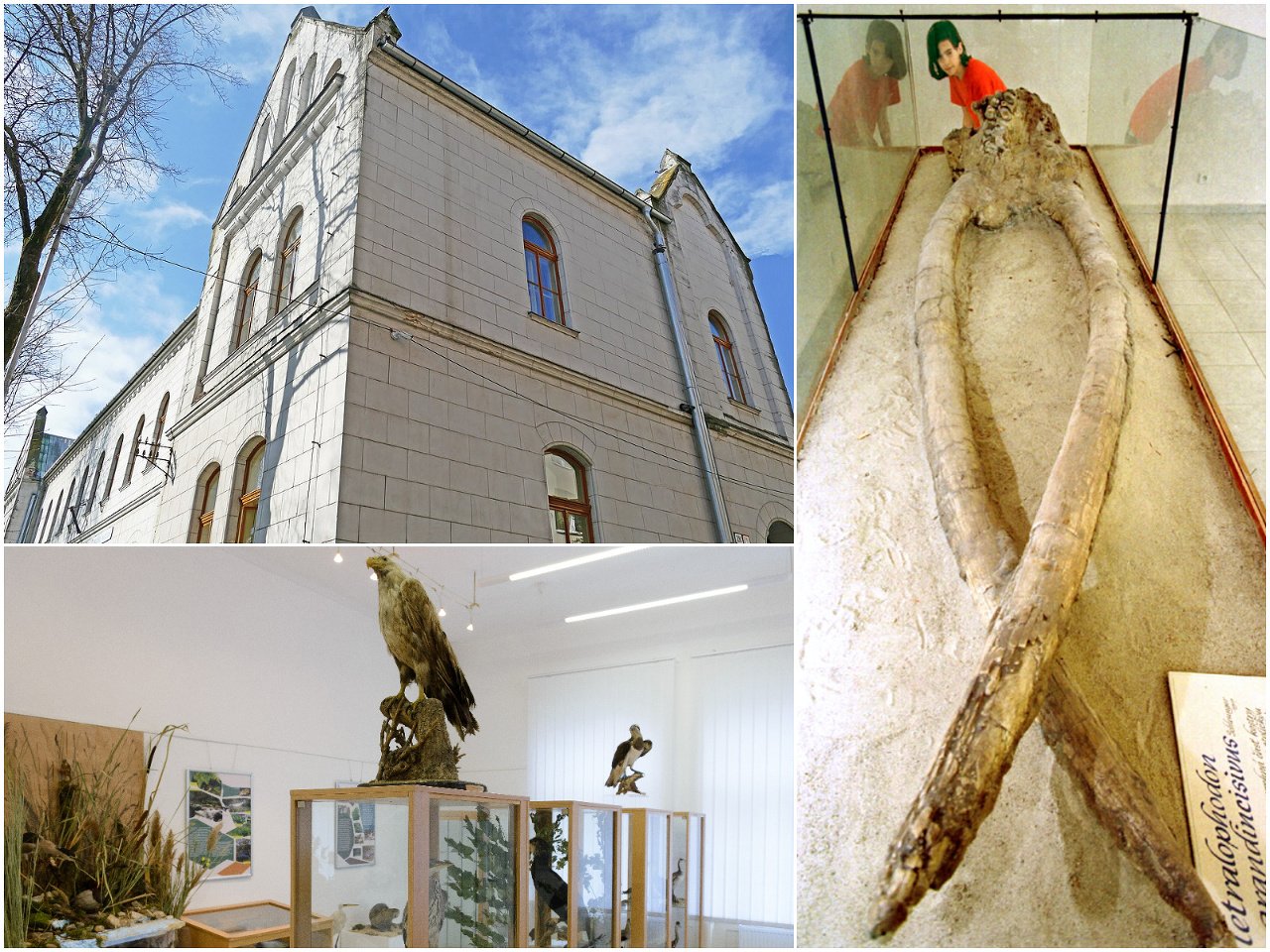 Tribečské múzeum