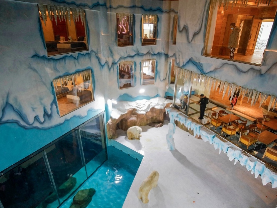 V Číne otvorili hotel so živými medveďmi