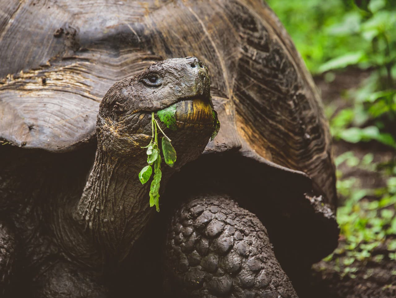Korytnačka obrovská na Galapágoch