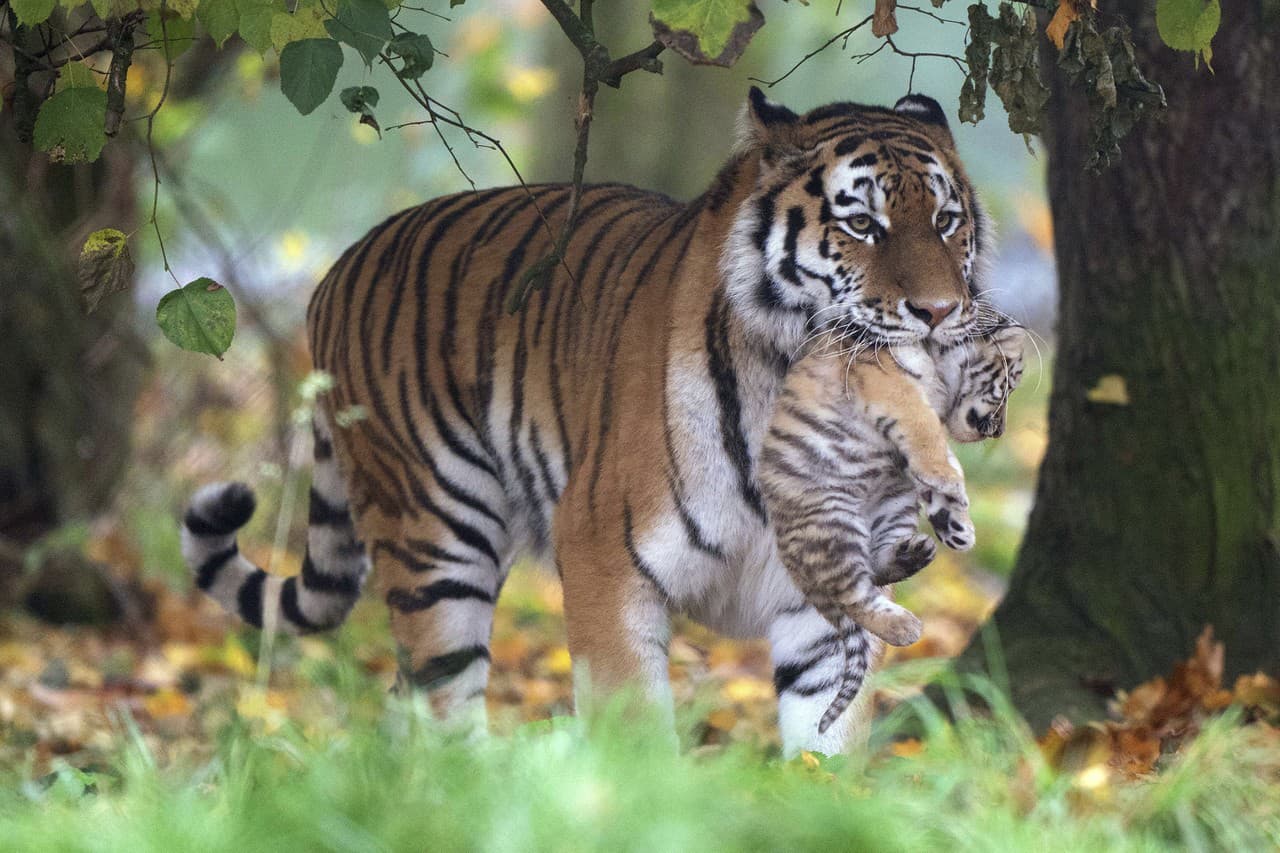 Samica tigra usurijského Mishka nesie v tlame jedno z dvoch sedemtýžďňových mláďat tigra usurijského v zoologickej záhrade v Banhame.
